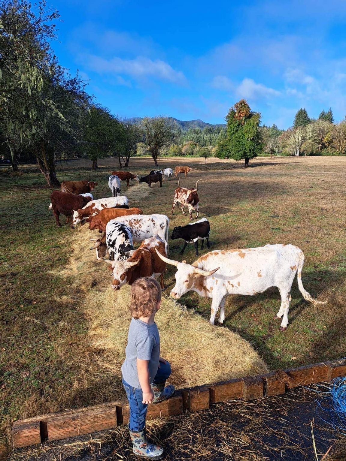 Whole or Half Beef (hanging weight) Moonshine Cattle Company